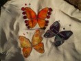 Motýlci